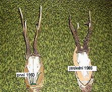 Prvn� a posledn� srnec